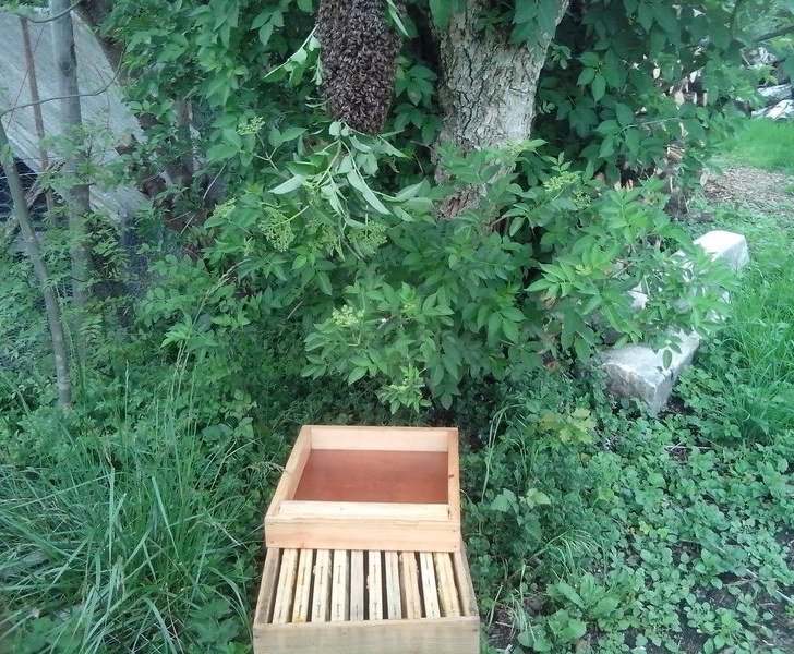 Là, c'est une ruche que j'ai sous la main (10 cadres au lieu de 6 pour une ruchette), les cadres sont bâtis pour la plupart. Je dispose donc bien la ruche sous l'essaim pour qu'en cas de mauvaise manipulation les abeilles tombent au maximum dans la ruche.