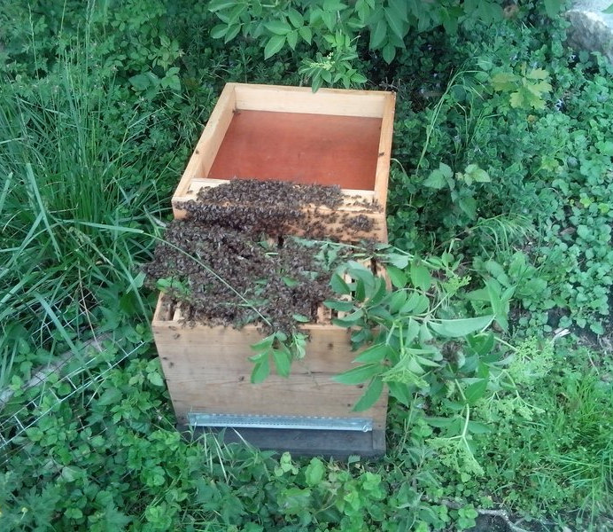 Je dépose doucement l'essaim et les branches sur le haut de la ruche, et les abeilles commencent tranquillement à se glisser entre les cadres