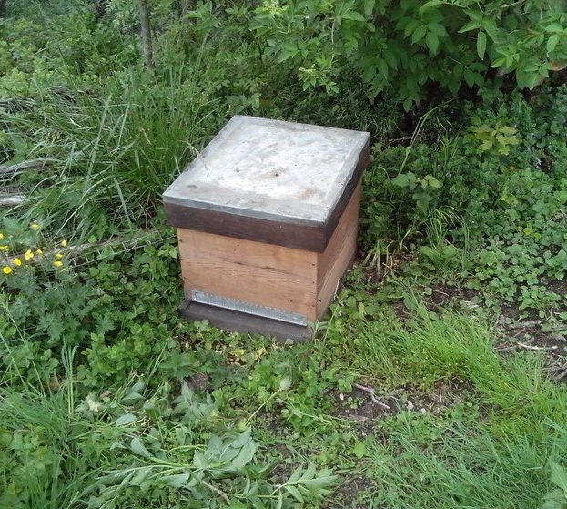 Les abeilles sont rentrées, la ruche est refermée. L'opération a duré un peu de temps et le la température ambiante a diminué les abeilles sont donc bien à l'intérieur